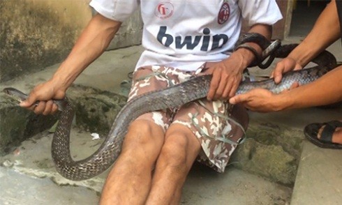 Bắt được rắn khủng