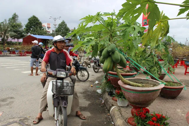 'Giật mình' cây đu đủ cảnh chơi Tết giá 3 triệu ảnh 1