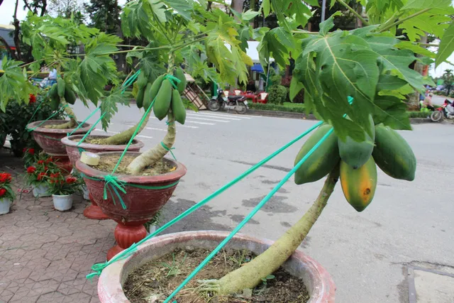 'Giật mình' cây đu đủ cảnh chơi Tết giá 3 triệu ảnh 3