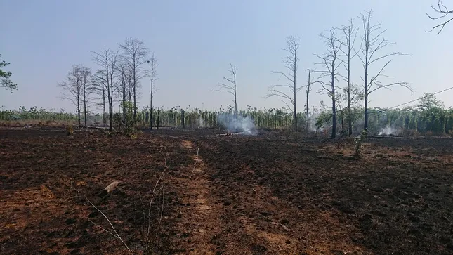 Báo động nạn phá rừng, lấn chiếm đất rừng ở Đắk Nông ảnh 2
