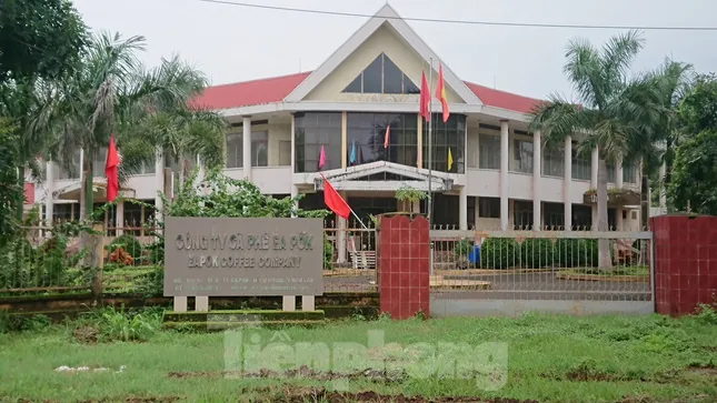 Nhổ cà phê làm khu đô thị: Nông dân đi về đâu? ảnh 1