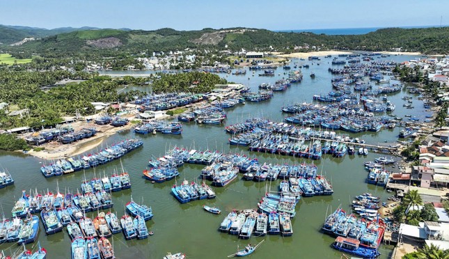 Bình Định quyết liệt chống khai thác IUU để cùng cả nước gỡ 'Thẻ vàng' ảnh 2