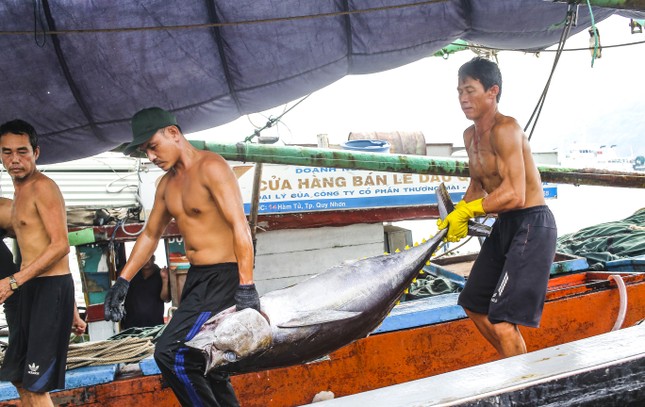 Bình Định quyết liệt chống khai thác IUU để cùng cả nước gỡ 'Thẻ vàng' ảnh 3