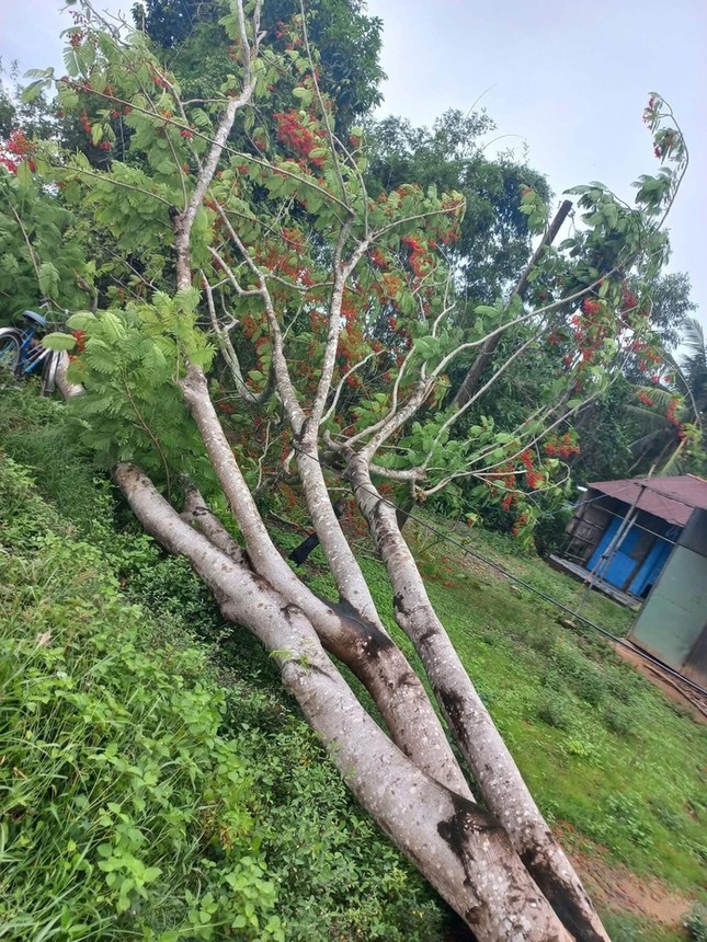 Cây phượng ngã đổ làm đứt dây điện, khiến 2 người bị điện giật tử vong ảnh 1