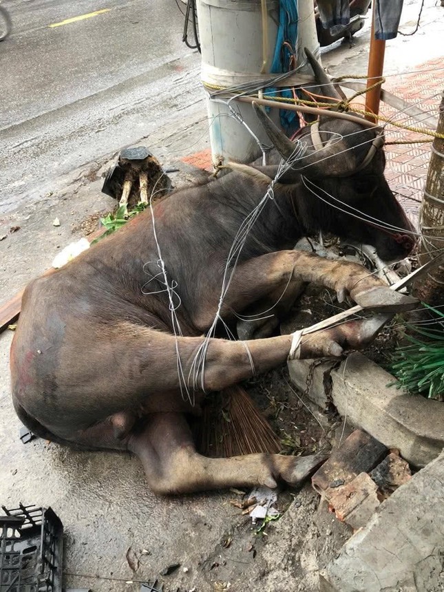 Trâu 'điên' náo loạn đường phố, nhiều học sinh bị thương ảnh 2