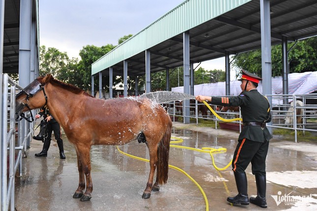 Chế độ ăn, ngủ đặc biệt của đoàn ngựa kỵ binh trước ngày đại lễ 30/4 ảnh 6