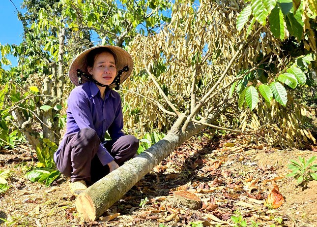 Người phụ nữ khóc nghẹn vì bị kẻ gian chặt phá cả trăm cây hồ tiêu, cà phê ảnh 1