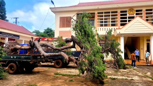 Tạm giữ xe tải chở 2 cây thông bonsai ảnh 4