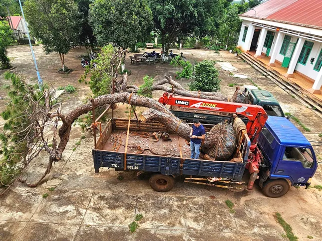 Tạm giữ xe tải chở 2 cây thông bonsai ảnh 1