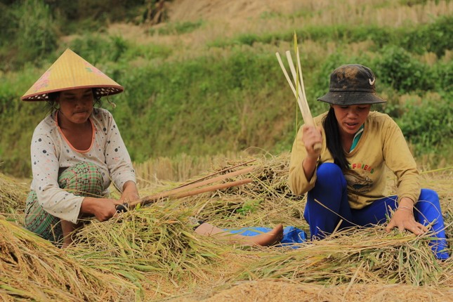 Hình ảnh đẹp bình dị trong 'mùa vàng' của người Xê Đăng dưới chân núi Ngọc Linh ảnh 8