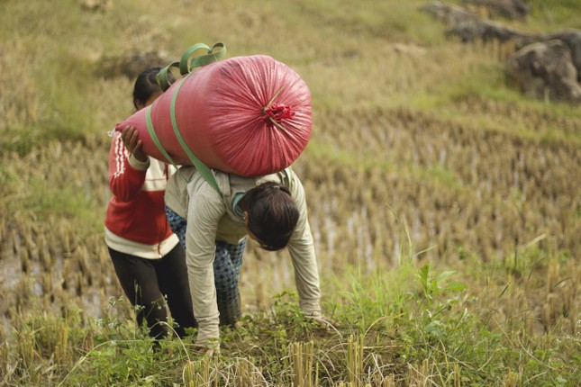 Hình ảnh đẹp bình dị trong 'mùa vàng' của người Xê Đăng dưới chân núi Ngọc Linh ảnh 10