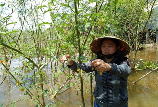 Mưu sinh đầu nguồn lũ ảnh 1