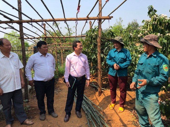 Đăk Hà 'đổi đời' nhờ cà phê, dược liệu ảnh 1