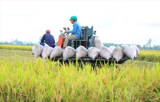 Giá lúa gạo thấp nhất 2 năm: Nông dân, thương lái, doanh nghiệp gặp khó ảnh 1