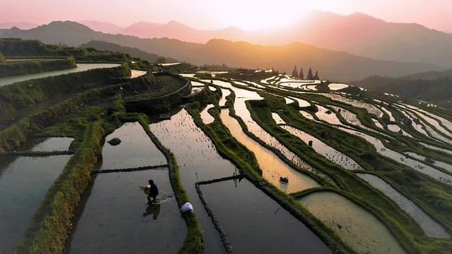 Biến đổi khí hậu có thể làm tăng thạch tín trong gạo ảnh 2