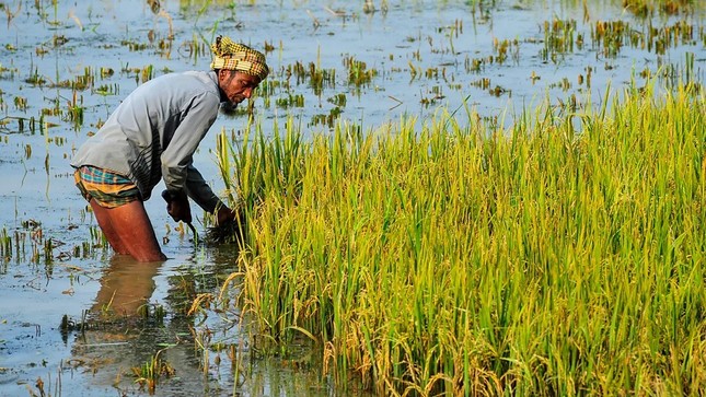 Biến đổi khí hậu có thể làm tăng thạch tín trong gạo ảnh 3