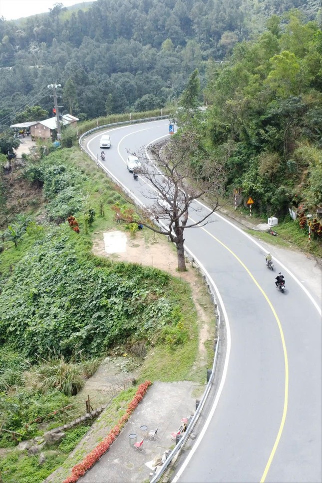 Vương vấn cây thông 'cô đơn' trên đèo Hải Vân ảnh 2