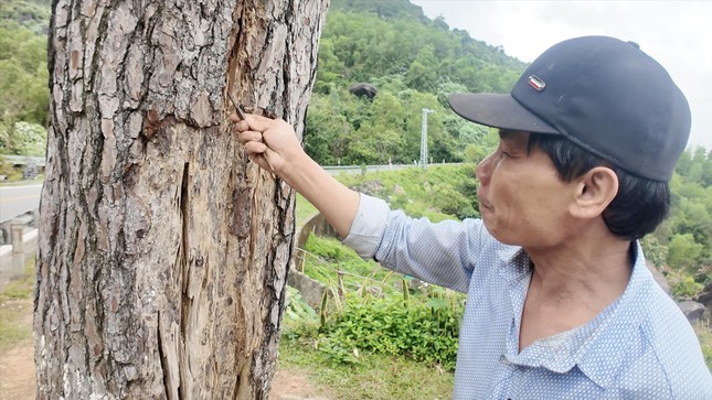 Vương vấn cây thông 'cô đơn' trên đèo Hải Vân ảnh 3