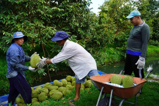 Đại phẫu &apos;vua&apos; trái cây tỷ USD: Loay hoay giữa ma trận tiêu chuẩn ảnh 1