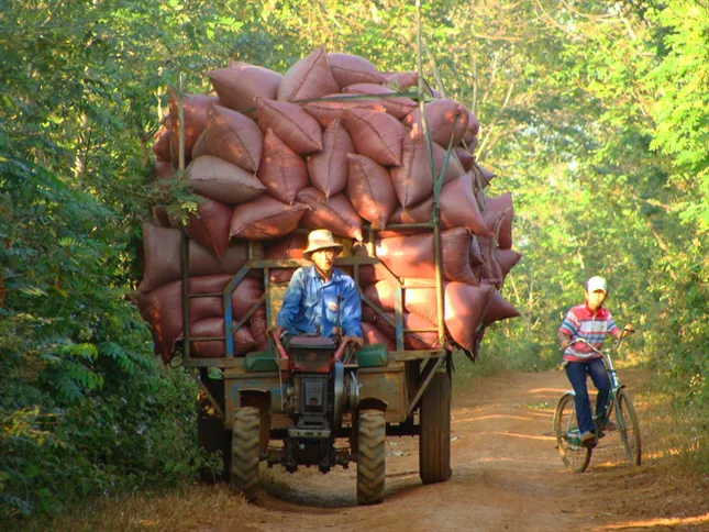 Đắng chát cà phê ảnh 1