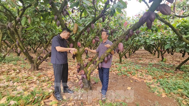 Ca cao khan hiếm giữa ‘cơn sốt’ giá kỷ lục ảnh 4