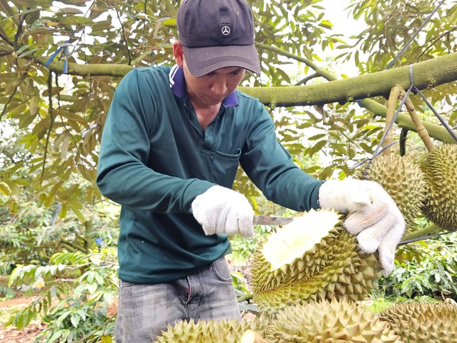 Hai đơn vị 'truy' chất cấm trong sầu riêng ảnh 1