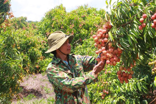 Vải thiều Đắk Lắk chín sớm, ồ ạt xuất ngoại ảnh 5