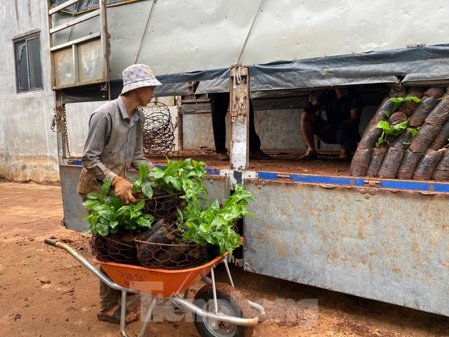 Cây cà phê giống 'cháy' hàng ảnh 2