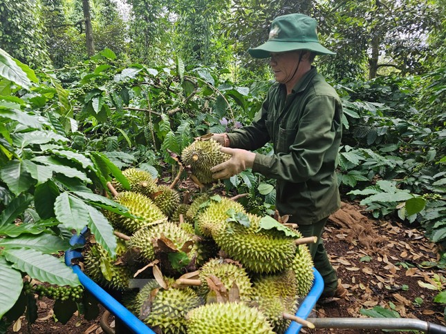 'Báo động đỏ' sầu riêng Việt Nam ảnh 2