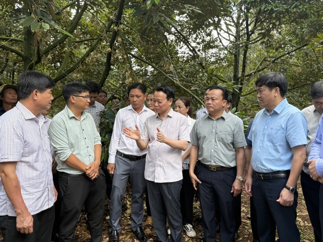 Bộ trưởng Nông nghiệp và Môi trường thị sát ‘điểm nóng’ sầu riêng Đắk Lắk ảnh 3