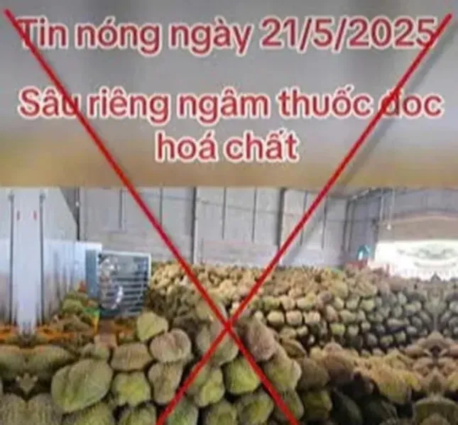 Xử phạt người tung tin &apos;sầu riêng ngâm hoá chất&apos; ảnh 2