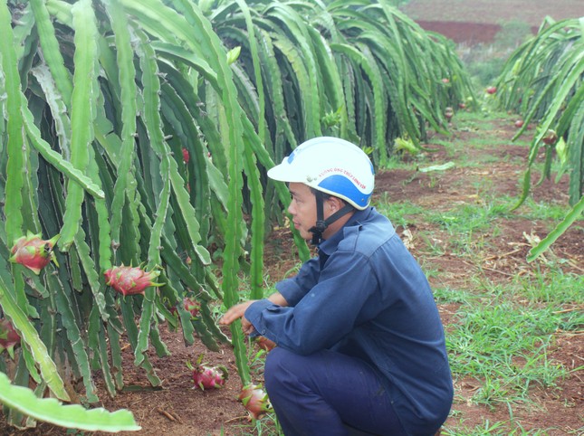 Nông dân Đắk Lắk điêu đứng vì thanh long rớt giá còn 2.000 đồng/kg ảnh 1