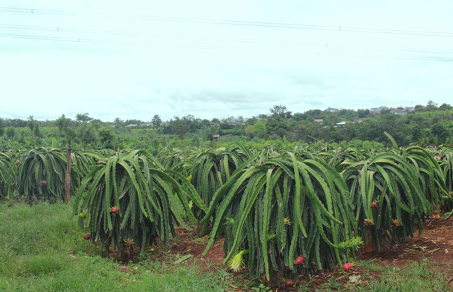Nông dân Đắk Lắk điêu đứng vì thanh long rớt giá còn 2.000 đồng/kg ảnh 4