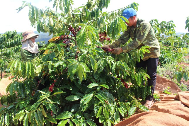 Thủ tướng đề nghị điều tra, truy tố, xét xử nạn sản xuất phân bón giả ảnh 5