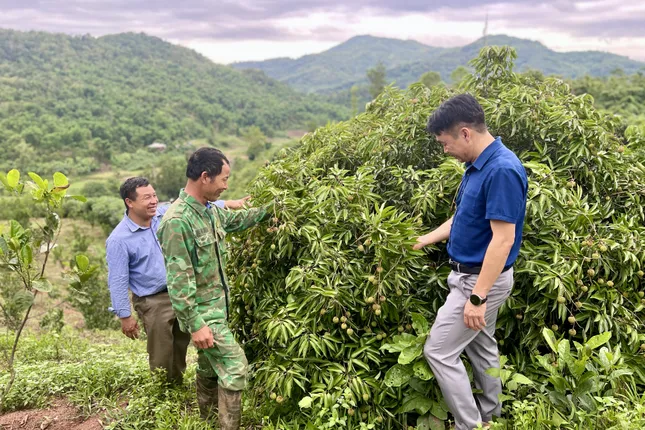 Người mở lối chuyên canh cây ăn quả ở vùng biên, nâng thu nhập cho nông dân ảnh 2