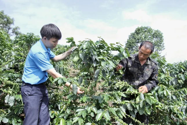 Xã người Mông làm kinh tế từ hạt nâu đất đỏ ảnh 2