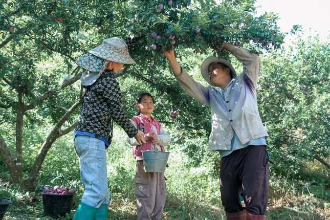 Bộ đội hướng dẫn bà con trồng hoa quả trên đất dốc để thoát nghèo ảnh 1