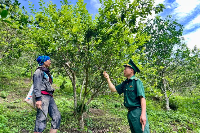 Chuyện về vợ chồng nông dân già cần mẫn trồng 10 ha cây ăn quả để làm giàu trên núi cao ảnh 2