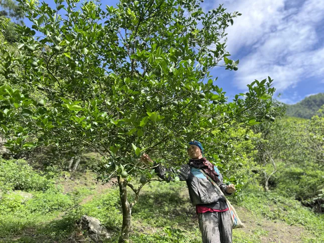 Chuyện về vợ chồng nông dân già cần mẫn trồng 10 ha cây ăn quả để làm giàu trên núi cao ảnh 3