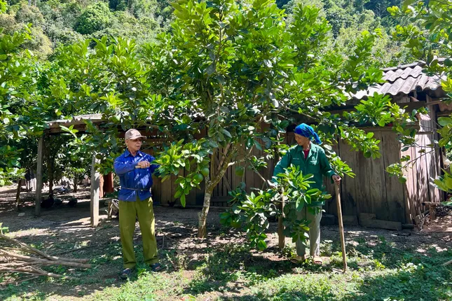 Chuyện về vợ chồng nông dân già cần mẫn trồng 10 ha cây ăn quả để làm giàu trên núi cao ảnh 1