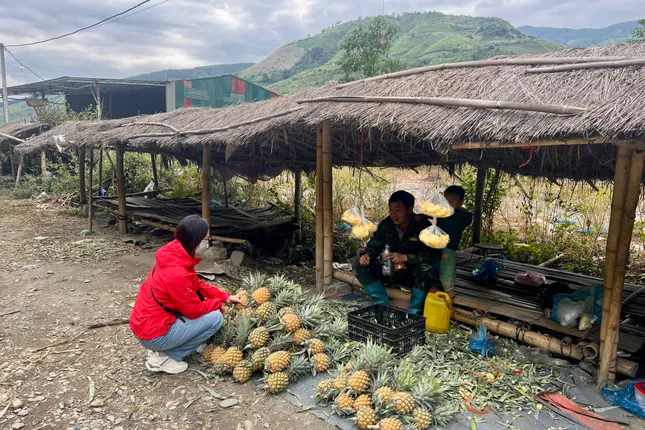 Xã vùng đang cao vươn mình thoát nghèo từ cây dứa ảnh 3