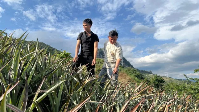 Xã vùng đang cao vươn mình thoát nghèo từ cây dứa ảnh 1