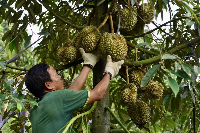 Kết quả kiểm tra chất cấm trong sầu riêng Lâm Đồng ảnh 1