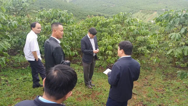 Cà phê rụng quả sau bón phân NPK, Lâm Đồng đề nghị tạm ngưng tiêu thụ 150 tấn phân bón ảnh 1