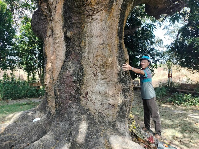 Về Bạc Liêu nghe chuyện cây xoài 340 tuổi và truyền thuyết ‘thần hổ’ 3 chân ảnh 2