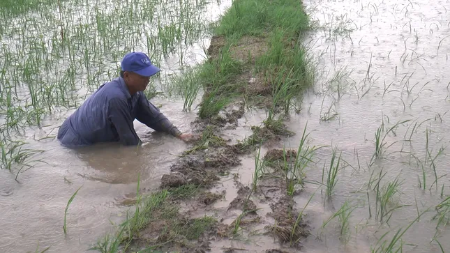 Hơn 4.600ha lúa ở Cà Mau bị ngập do mưa lớn ảnh 1