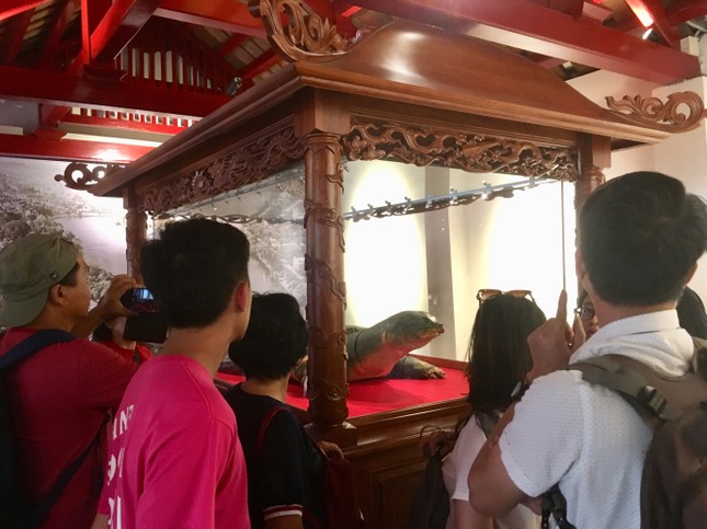 Tiêu bản cụ rùa Hồ Gươm cuối cùng thu hút người dân Thủ đô ảnh 5