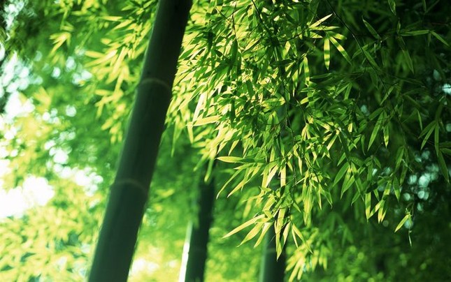 Trồng tre trên dãy Trường Sơn ảnh 2