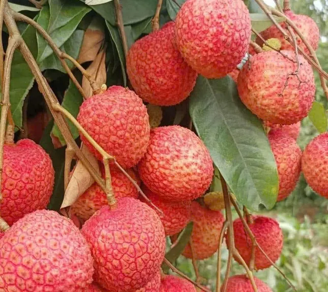 Mùa vải chín ảnh 3