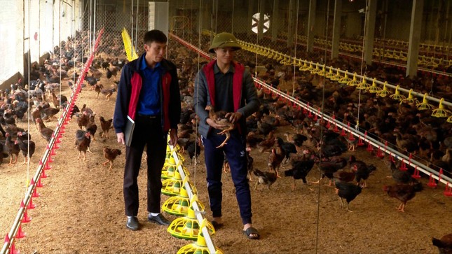 Mô hình nuôi gà tự động ảnh 1